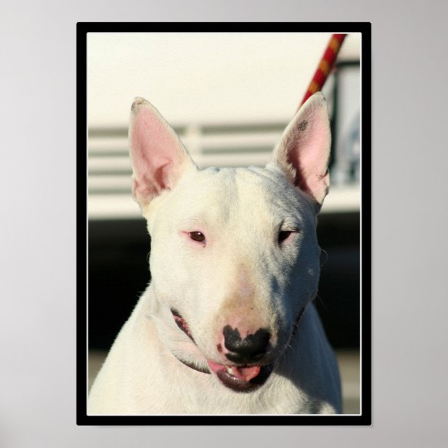 Affiche Bull Terrier (Devant)