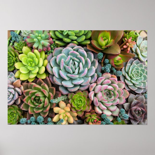 Affiche Cactus Succulents (Devant)