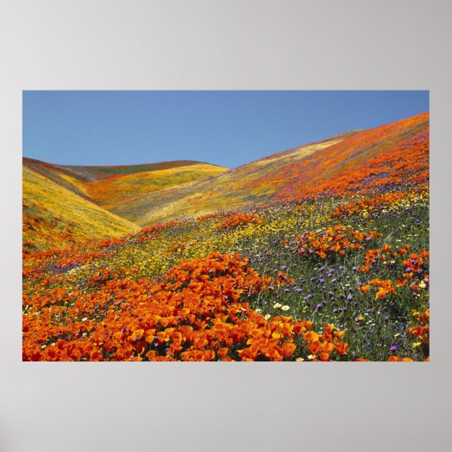 Affiche California Poppies FROM 8.99 (Devant)