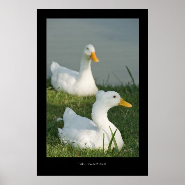 Affiche Campbell Duck Imprimer (Devant)