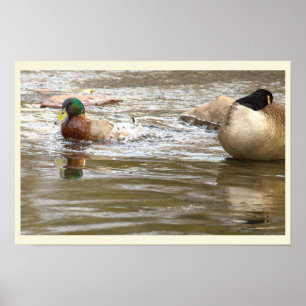 Affiche Canard et Oie dans le Ruisseau