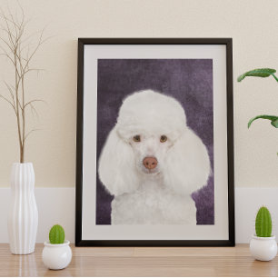 Affiche Caniche
