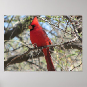 Affiche cardinale