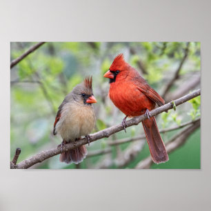 Affiche Cardinaux du Nord - Mates for Life