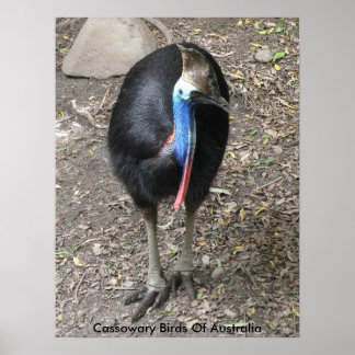 Affiche Casoars Oiseaux d'Australie
