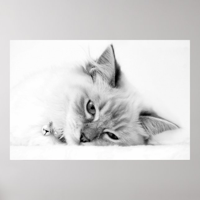 affiche chaton (Devant)