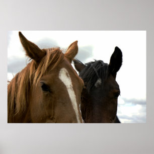 affiche chevaline d'amour