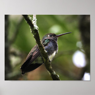 AFFICHE - COLIBRIS 1