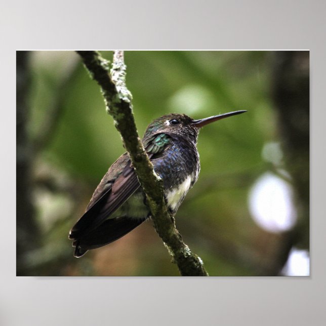 AFFICHE - COLIBRIS 1 (Devant)