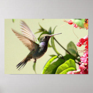 AFFICHE - COLIBRIS 4