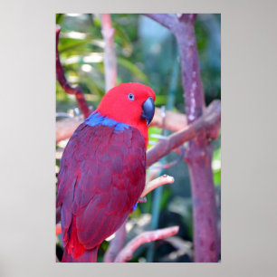 Affiche colorée de perroquet d'eclectus