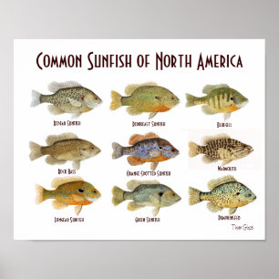 Affiche commune de Sunfish