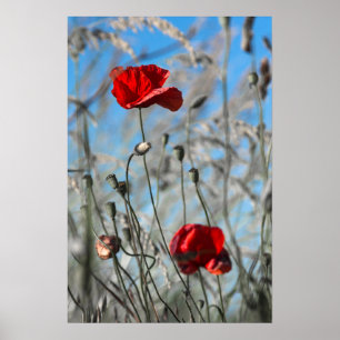 Affiche Coquelicot Rouge - Fleur Épanouie dans le
