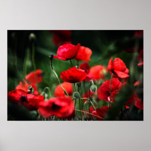 Affiche Coquelicots Rouges Dans La Photographie De