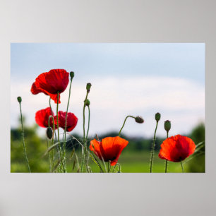 Affiche - Coquelicots sauvages en contre-jour