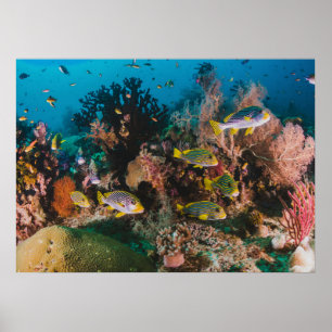 Affiche Coral Reef