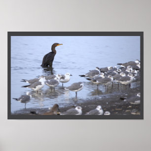 Affiche Cormoran avec Mouettes 