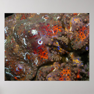 Affiche Crabe royal de Puget Sound