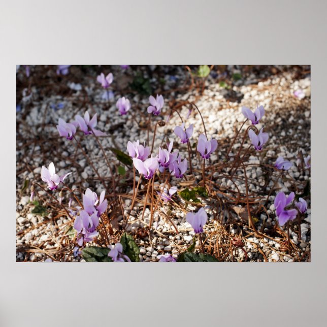 Affiche Cyclamen (Devant)