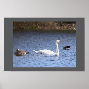 Affiche cygne