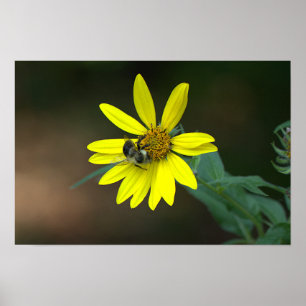 Affiche d'abeille sur fleur sauvage jaune
