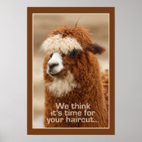 Affiche d'Alpaca