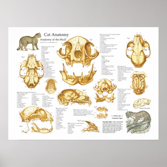 Affiche d'anatomie du crâne domestique (Devant)