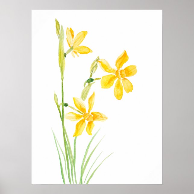 affiche d'aquarelle de narcisse jaune (Devant)