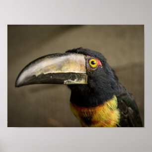 Affiche d'Aracari