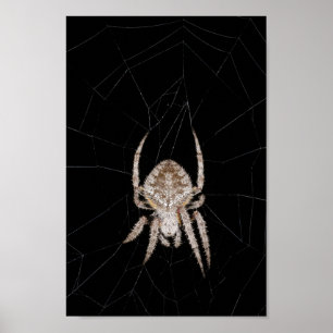 Affiche d'araignée tisseuse d'orbe