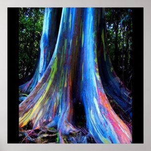 Affiche d'ARBRE d'EUCALYPTUS d'HAWAÏ d'ARC-EN-CIEL
