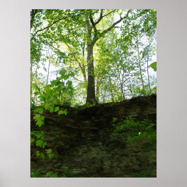 Affiche d'arbres extérieurs (Devant)