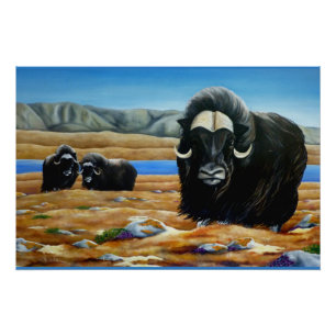 Affiche d'art de boeuf musqué faune canadienne
