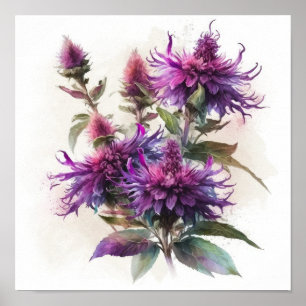 Affiche d'art de fleur de monarde pourpre