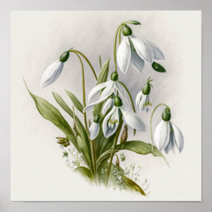 Affiche d'art de fleurs de perce-neige blanches