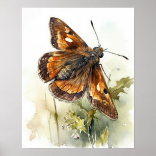 Affiche d'art de papillon Skipper