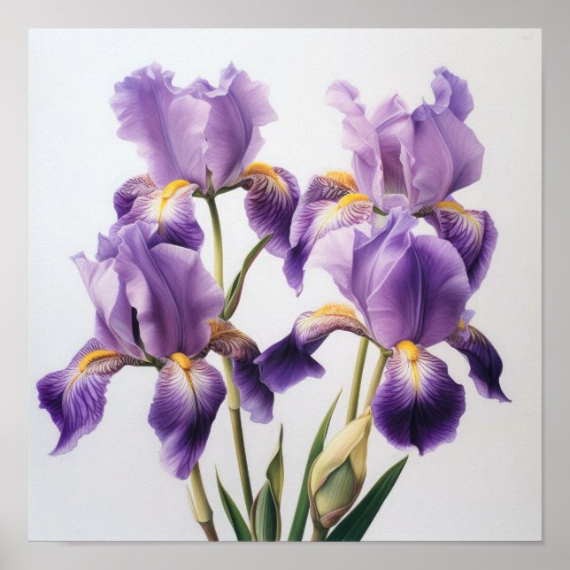 Affiche d'art floral Iris violets (Devant)