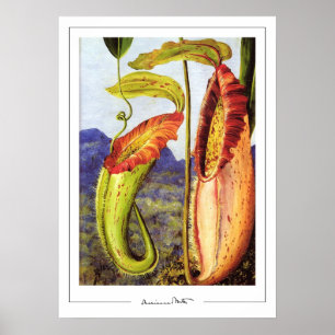 Affiche d'art Marianne North Zedign #1