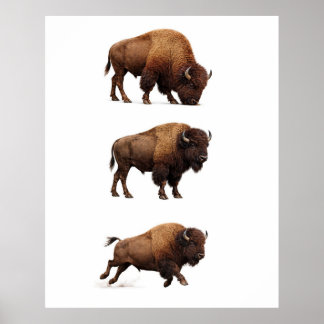 Affiche d'art mural de la faune de bison