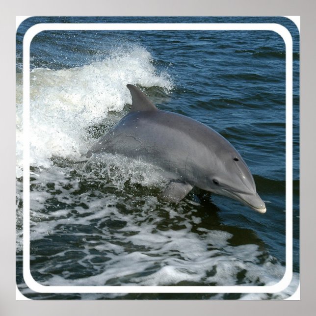 Affiche Dauphin Sauvage Imprimer (Devant)