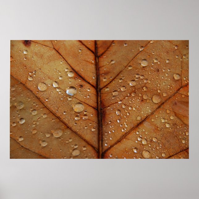 Affiche d'automne (Devant)
