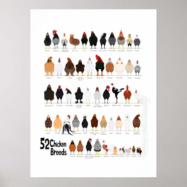 affiche de 52 races de poulets (Devant)