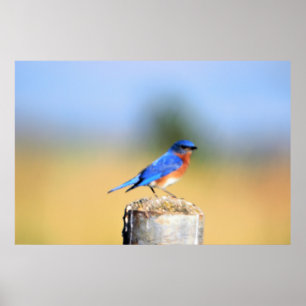 Affiche de Barn Swallow