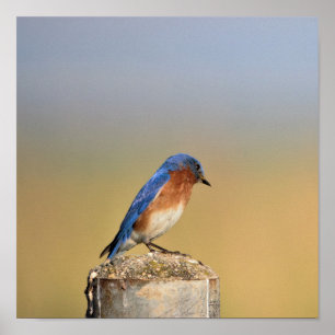 Affiche de Barn Swallow