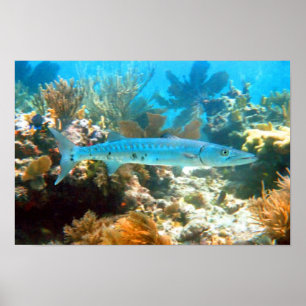 AFFICHE DE BARRACUDA