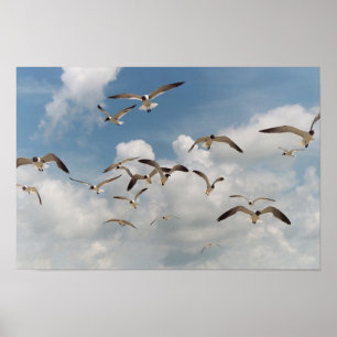 Affiche de beaucoup de mouettes