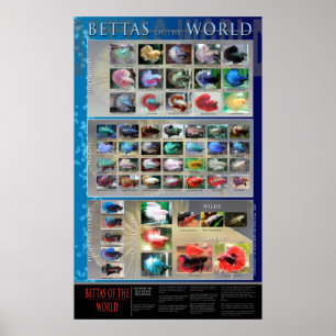 Affiche de Betta