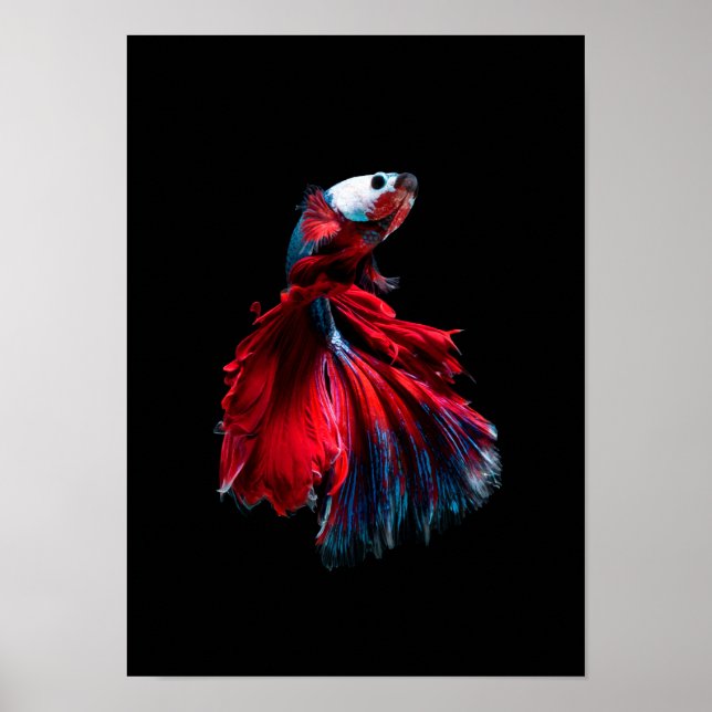affiche de betta fish (Devant)