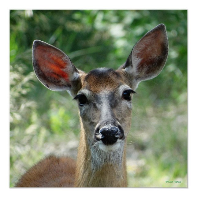 Affiche de biche de cerf de Virginie D33 (Devant)