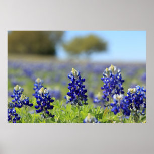 Affiche de Bluebonnets de Texas